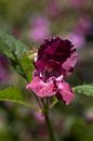 closeup of an Impatiens balsamina flower by W J Kok thumbnail