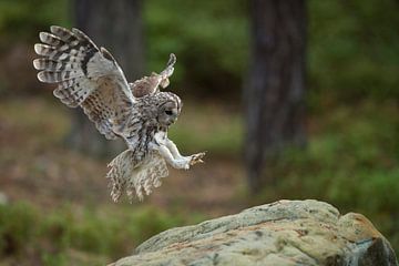 Tawny Owl ( Strix aluco ) in flight, flying, just before landing sur wunderbare Erde