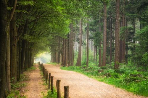 Forest Pathway
