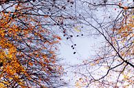 Autumn in the air by Greet Thijs thumbnail