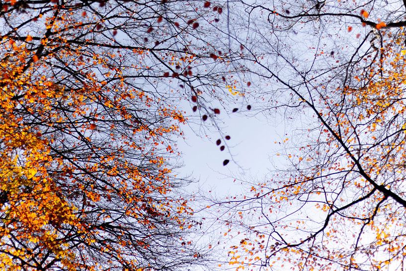 Autumn in the air by Greet Thijs