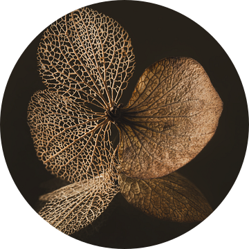 Stilleven met bloemen: Het hortensiablaadje van Marjolijn van den Berg