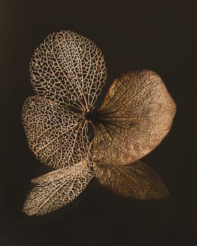 Nature morte avec des fleurs : Le pétale d'hortensia sur Marjolijn van den Berg