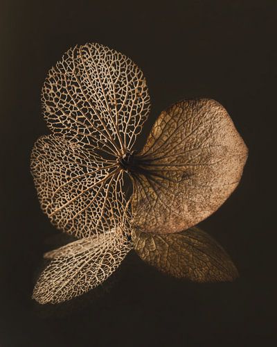 Still life with flowers: The hydrangea petal