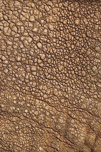 De prachtige textuur van de olifantenhuid