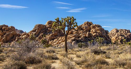 Joshua Tree met rotsen in Joshua Tree National Park