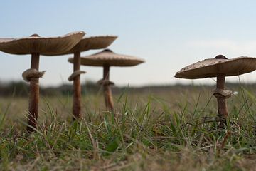 Mushrooms 1 van Elmar Marijn Roeper