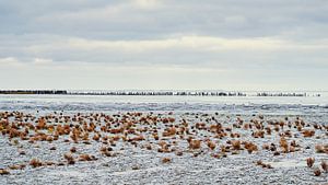 Wattenmeer - 8