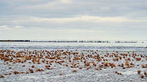 Wadden Sea - 8