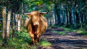Scottish Highlander on foot