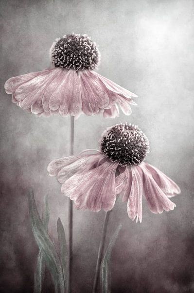 Duo par Mandy Disher
