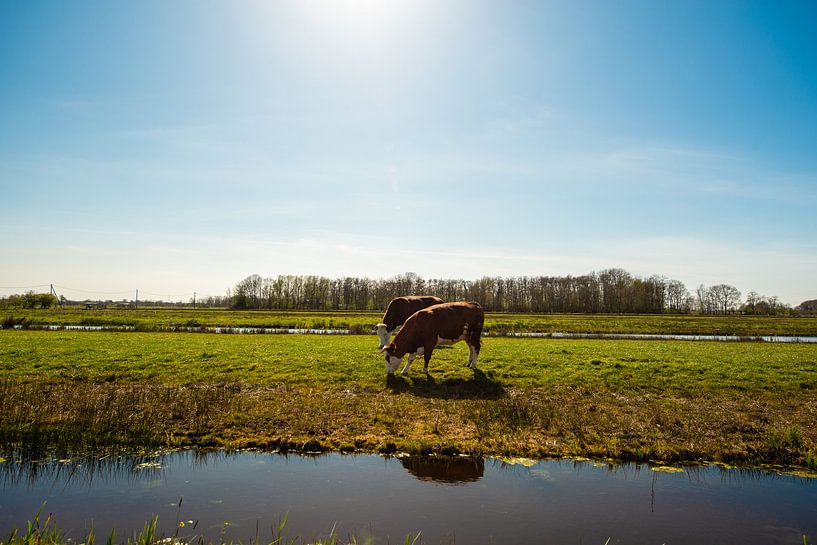 Dutch Landscapes by Brian Morgan