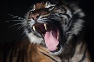 Grommende tijger van Arthur van Iterson thumbnail