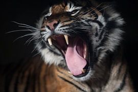 L'œil du tigre : le rugissement impressionnant d'un grand félin sur Arthur van Iterson