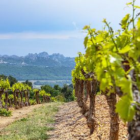 Wijngaarden in de Provence, Frankrijk van Martijn Joosse