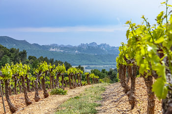 Wijngaarden in de Provence, Frankrijk