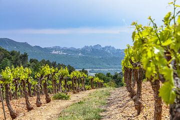 Wijngaarden in de Provence, Frankrijk