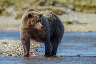 Grizzly beer met jongen par Menno Schaefer Aperçu