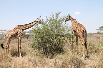 Des girafes près d'un arbre