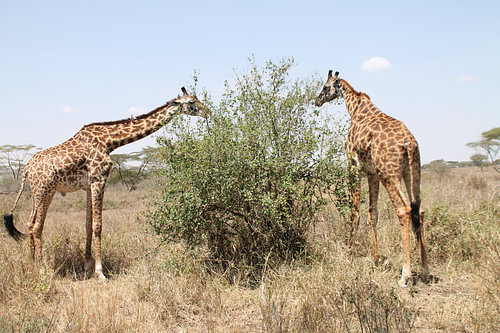 Giraffes by a tree
