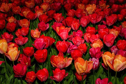 Symphonie rouge