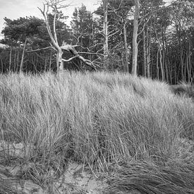 Trees on the beach of the Baltic Sea in black and white. Small forest by Martin Köbsch