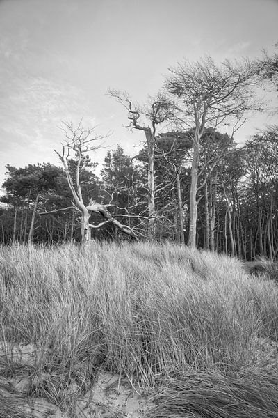 Trees on the beach of the Baltic Sea in black and white. Small forest by Martin Köbsch