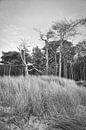 Trees on the beach of the Baltic Sea in black and white. Small forest by Martin Köbsch thumbnail