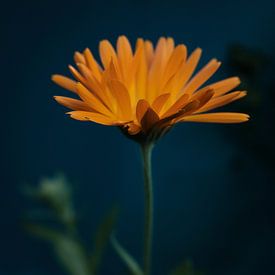 Oranje bloem op donker blauwe achtergrond | Nederland | Natuurfotografie van Diana van Neck Photography