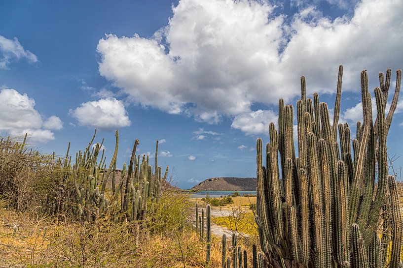 Poêle à sel / cactus Curaçao par Marly De Kok