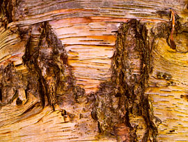 Abstraction automnale