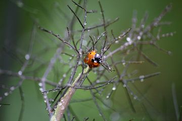 Ladybug in the Rain by Isabel Zuidema