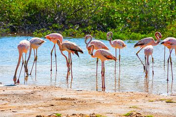 Flamants sur Bonaire sur Michel Groen