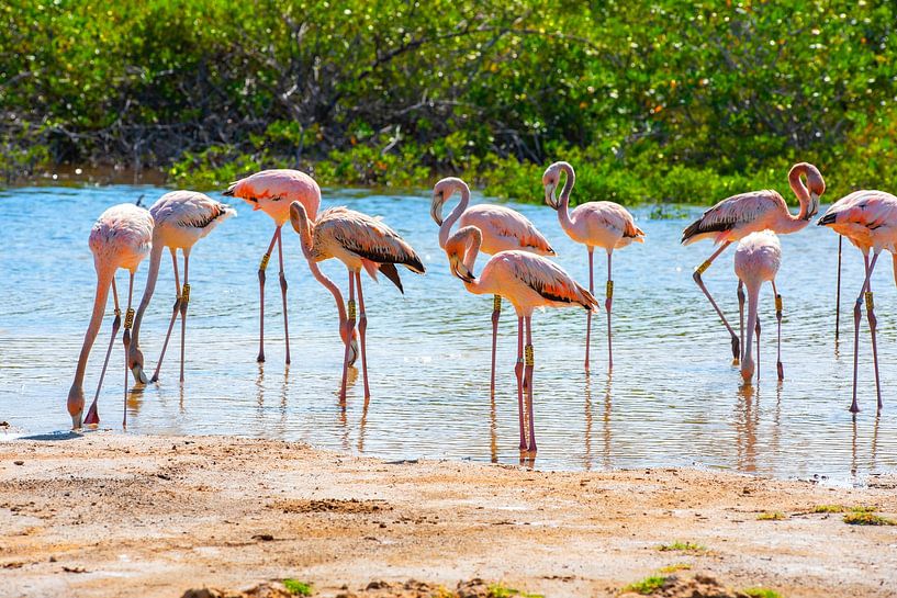 Flamingo’s op Bonaire van Michel Groen