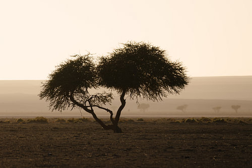 Einsamer Baum in der Wüste