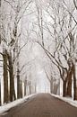 Landweg door een bevroren winters landschap in de IJsseldelta van Sjoerd van der Wal Fotografie thumbnail