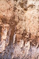 Soft earth tones in Nature // Ibiza // Nature and travel photography