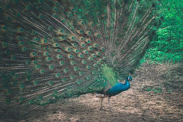 Decked-out splendour of a peacock by Elianne van Turennout