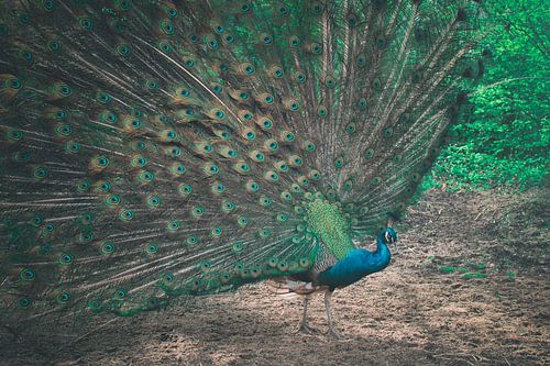 Betoverende Pauw in Weelderig Bos: Harmonie van Kleuren en Natuurlijke Schoonheid