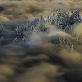 Morning mist covers frosty forest by Besa Art