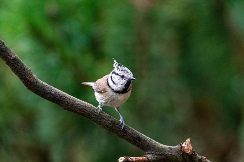 La mésange huppée sur une branche