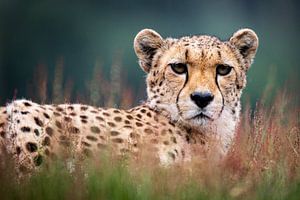 Gepard