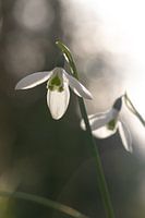 Frühe Schneeglöckchen in der Wintersonne