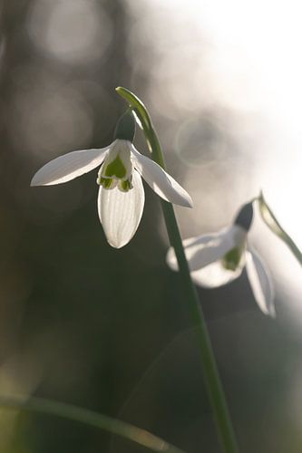 Early snowdrops in the winter sunshine
