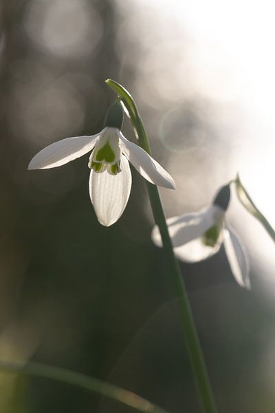 Frühe Schneeglöckchen in der Wintersonne von Frans-Jan Snoek