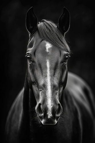 Zwart paard in zwart en wit