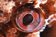 UNDER WATER ART - EYES van LISA DC thumbnail