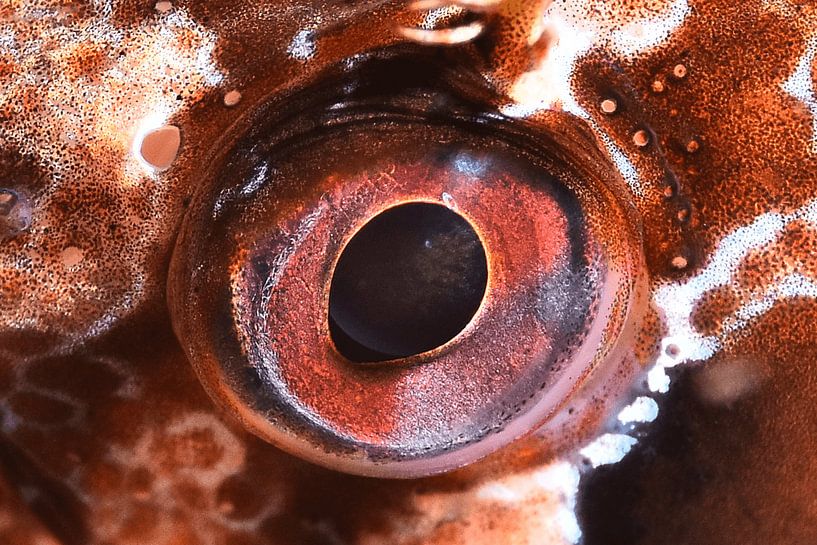 UNDER WATER ART - EYES van LISA DC