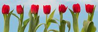 7 tulipes rouges d'affilée par Klaartje Majoor Aperçu