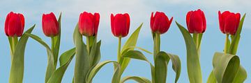 7 rote Tulpen in einer Reihe